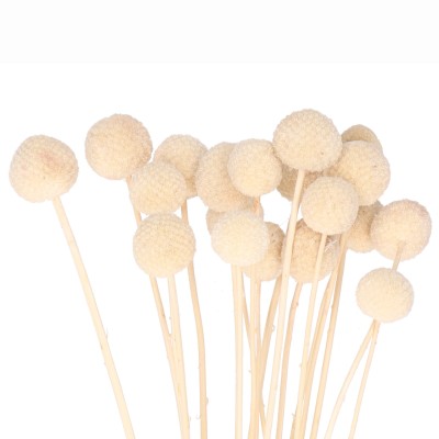 Craspedia Trommelstöckchen getrocknet 50cm 15 Stück